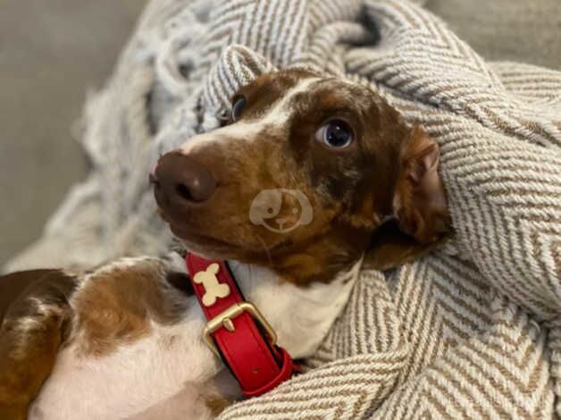 15 month old Male Dachshund for sale in Leicester, Leicestershire