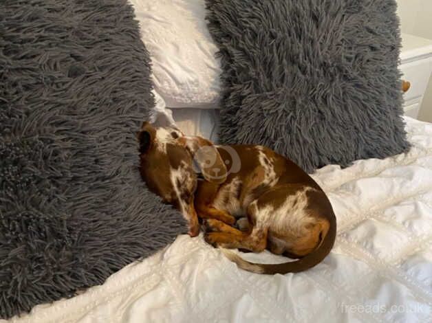 Dachshund Puppies for sale in Leicestershire