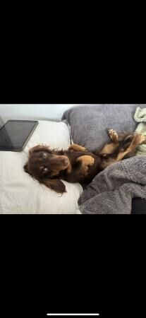 15 month old male dachshund needing re homing for sale in Bewdley, Worcestershire