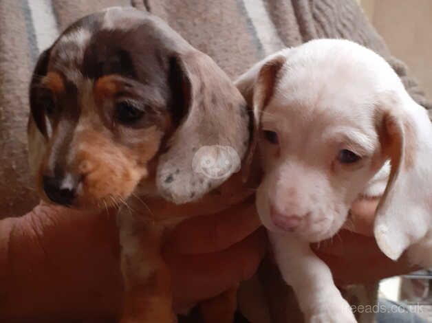 *19th November* Dachshund boy & girl for sale in Blackpool, Lancashire