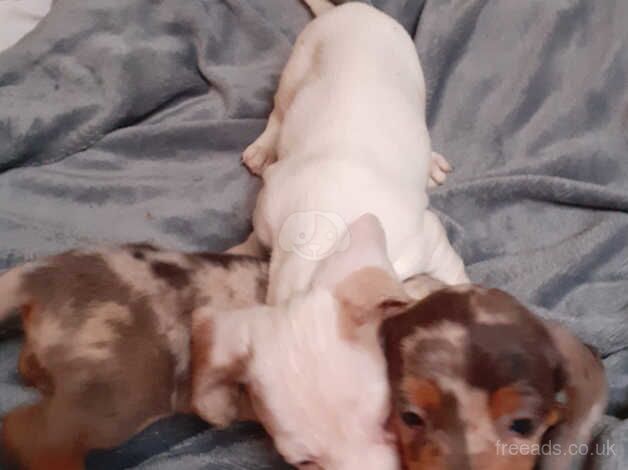 Dachshund Puppies for sale