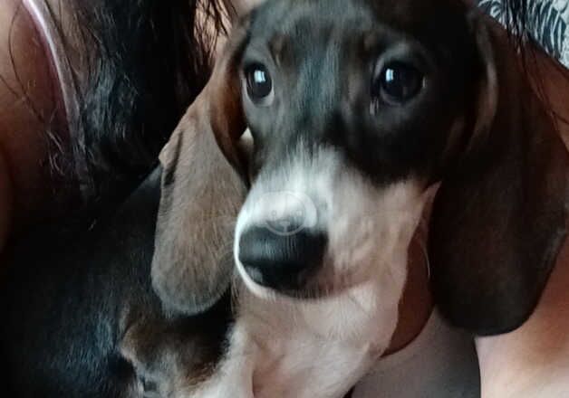 1x Dachshund Female puppy left for sale in Loughton, Essex