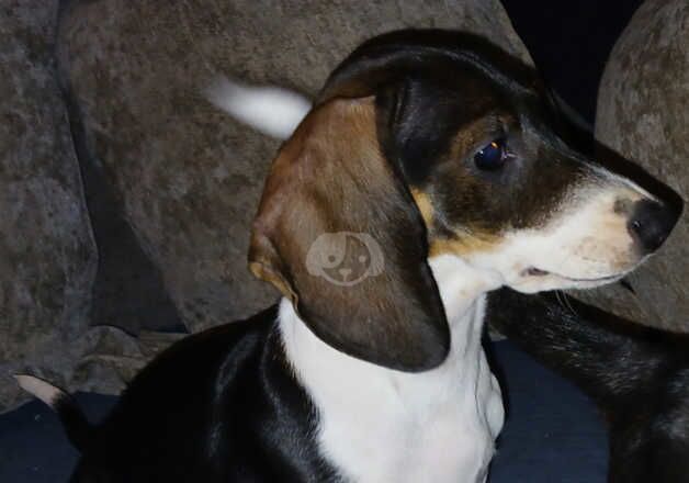 1x Dachshund Female puppy left for sale in Loughton, Essex - Image 2