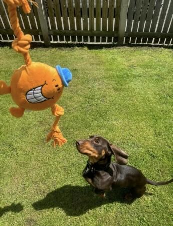 1year old male dachshund for sale in Blackburn, Lancashire - Image 1