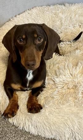 1year old male dachshund for sale in Blackburn, Lancashire - Image 2