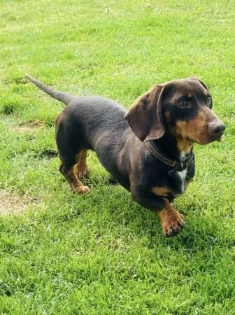 1year old male dachshund for sale in Blackburn, Lancashire - Image 3