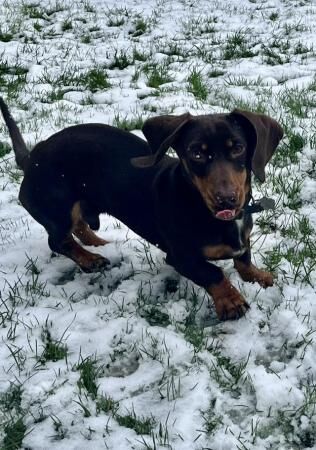 1year old male dachshund for sale in Blackburn, Lancashire - Image 4