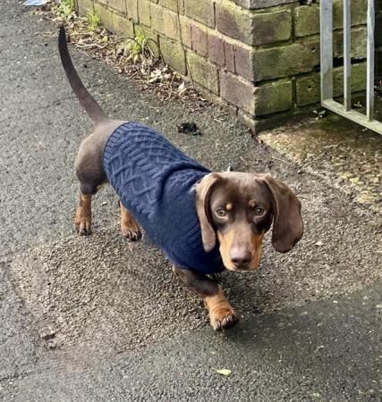 1year old male dachshund for sale in Blackburn, Lancashire - Image 5