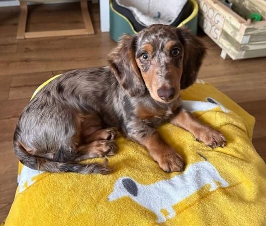 1yr old chocolate dapple long haired miniature dachshund for sale in Okehampton, Devon