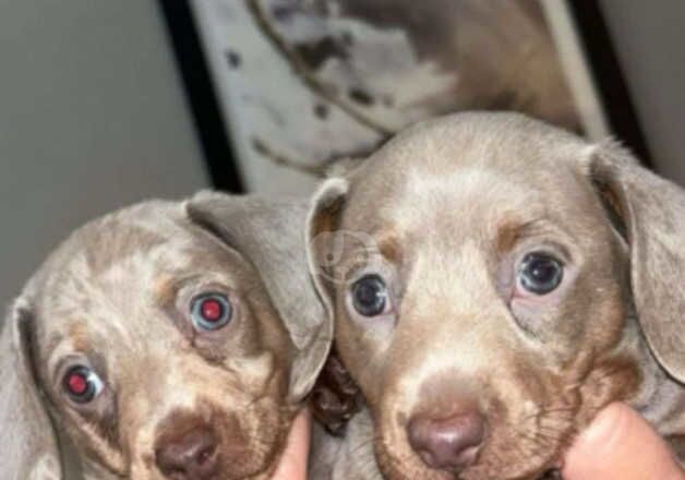 2 beautiful boy miniature dachshunds for sale in York, North Yorkshire