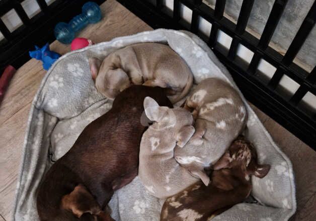 2 beautiful boy miniature dachshunds for sale in York, North Yorkshire - Image 4