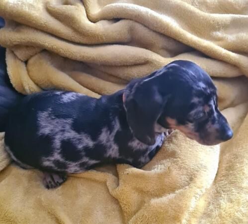 2 beautiful dachshund little boys for sale in St Helens, Merseyside - Image 1