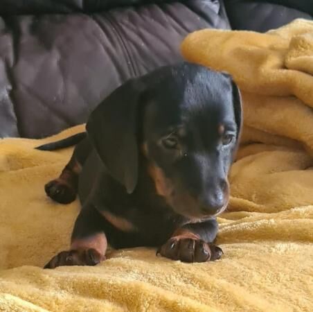 2 beautiful dachshund little boys for sale in St Helens, Merseyside - Image 2