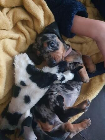 2 beautiful dachshund little boys for sale in St Helens, Merseyside - Image 3