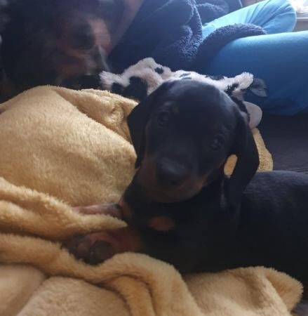 2 beautiful dachshund little boys for sale in St Helens, Merseyside - Image 4