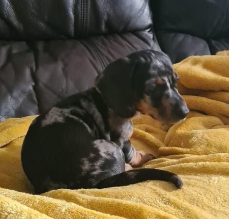 2 beautiful dachshund little boys for sale in St Helens, Merseyside - Image 5