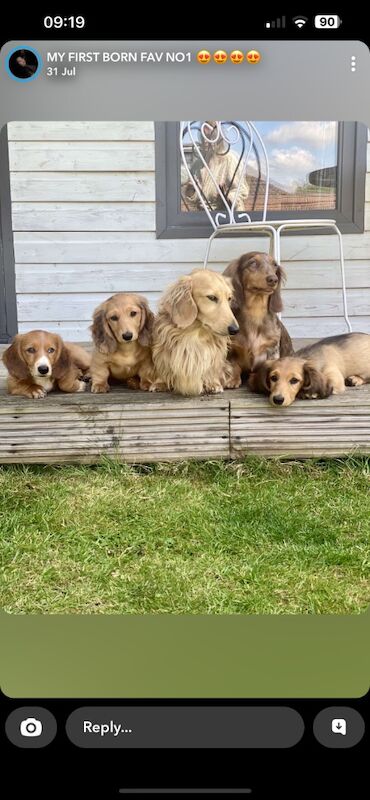 2 beautiful long haired boys for rehoming. 9 months old. for sale in Lincolnshire - Image 3