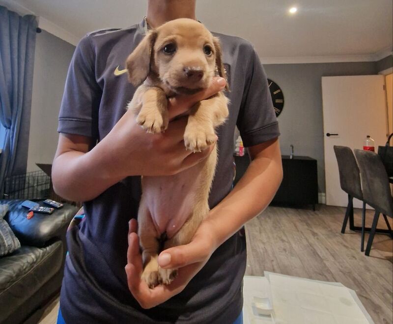 2 beautiful miniature dachshunds for sale in Havant, Hampshire - Image 1