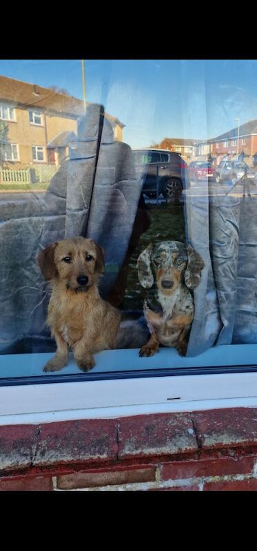 2 beautiful miniature dachshunds for sale in Havant, Hampshire - Image 2