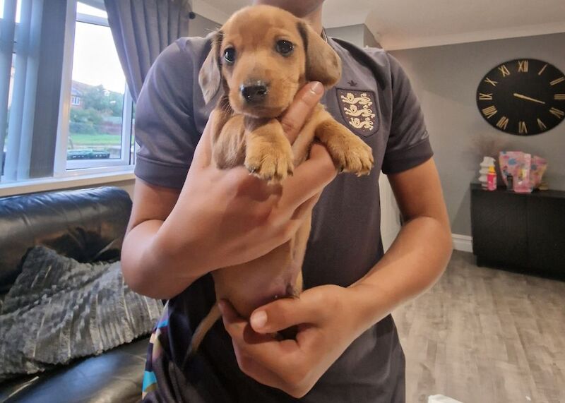 Dachshund Puppies for sale in Hampshire