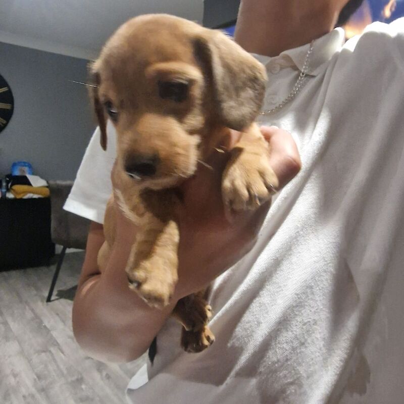 2 beautiful miniature dachshunds for sale in Havant, Hampshire - Image 4