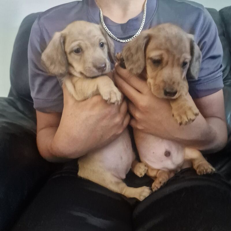 2 beautiful miniature dachshunds for sale in Havant, Hampshire - Image 7