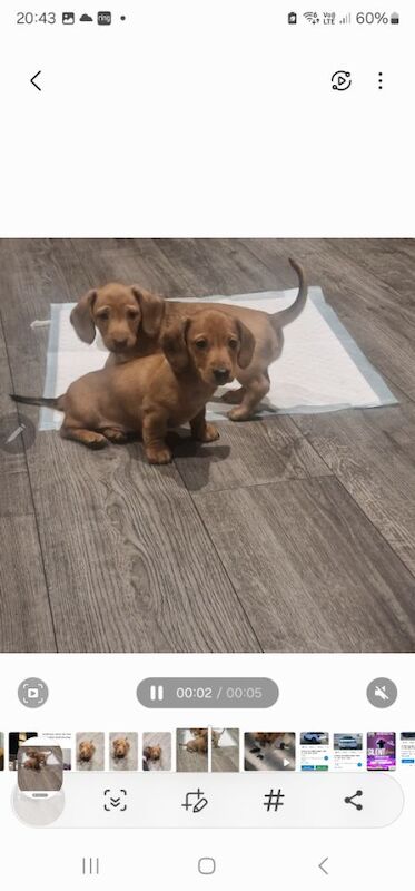 2 beautiful miniature dachshunds for sale in Havant, Hampshire - Image 9