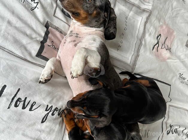 2 black males miniatures dachshund for sale in Barnet, Barnet, Greater London - Image 2