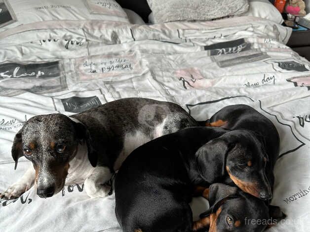 2 black males miniatures dachshund for sale in Barnet, Barnet, Greater London - Image 5