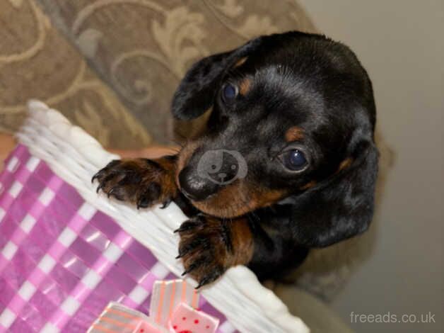 6 boy dachshunds for sale in Chester, Cheshire