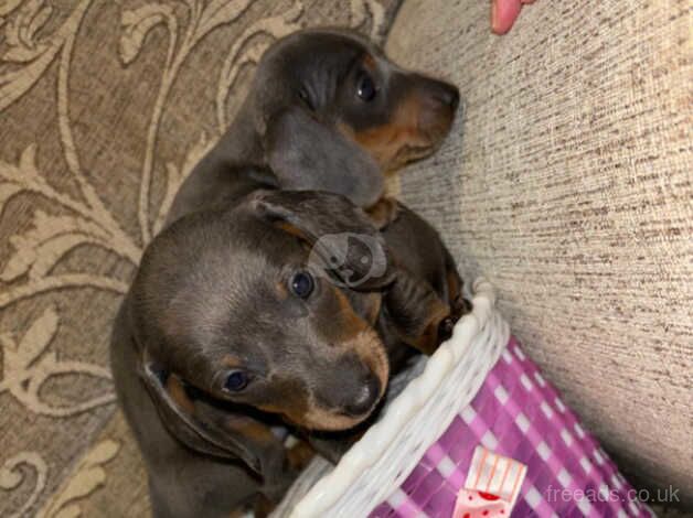 6 boy dachshunds for sale in Chester, Cheshire - Image 2