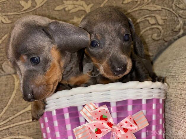 6 boy dachshunds for sale in Chester, Cheshire - Image 3