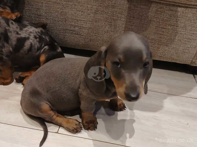 6 boy dachshunds for sale in Chester, Cheshire - Image 4