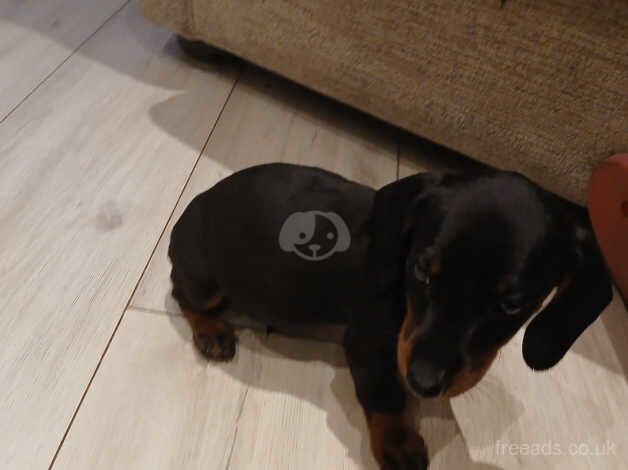 6 boy dachshunds for sale in Chester, Cheshire - Image 5