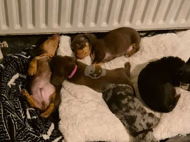 Dachshunds for sale in Daventry, Northamptonshire