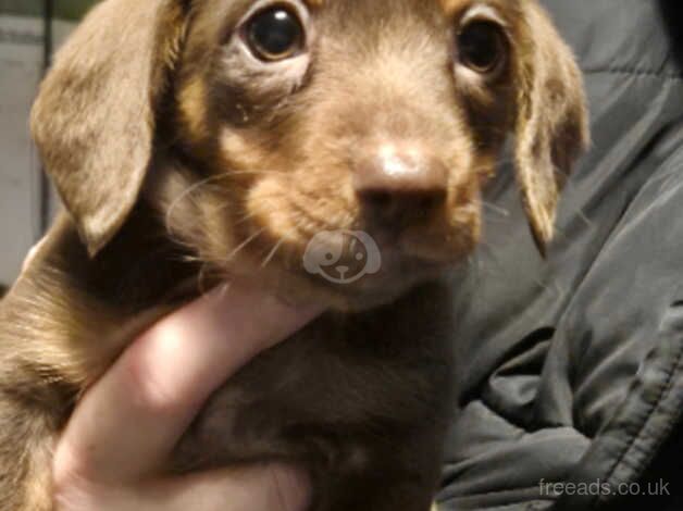 Dachshund Puppies for sale