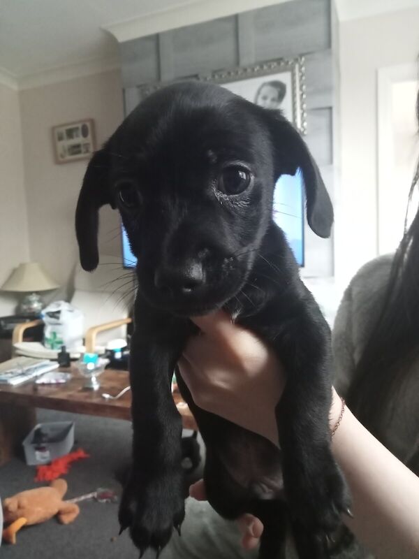 2 Cheweenie pups for sale in Wigan, Greater Manchester - Image 1