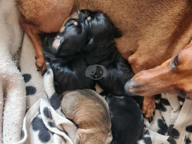 2 Dachshunds Girls for Sale Black & Tan & Red for sale in Birkenhead, Merseyside