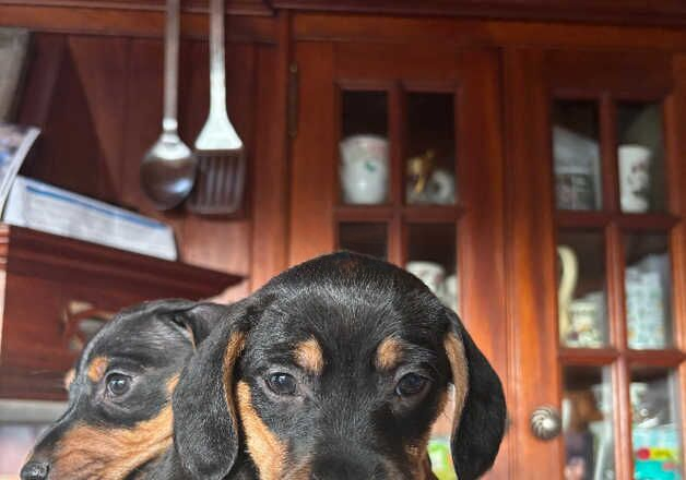 2 female Black and Tan dachshunds for sale in Llandeilo, Carmarthenshire