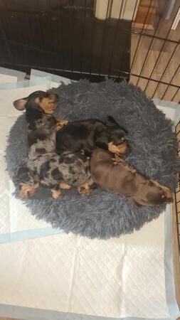 2 females and one male dachshund pups for sale in Chester, Cheshire - Image 1