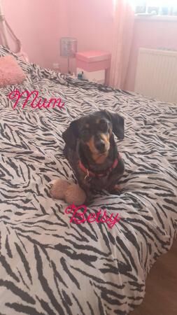 2 females and one male dachshund pups for sale in Chester, Cheshire - Image 2
