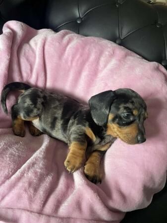 2 females and one male dachshund pups for sale in Chester, Cheshire - Image 3