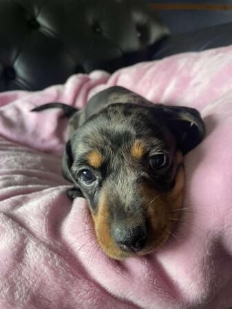 2 females and one male dachshund pups for sale in Chester, Cheshire - Image 4