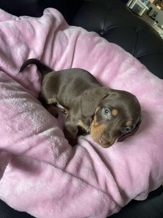 2 females and one male dachshund pups for sale in Chester, Cheshire - Image 5