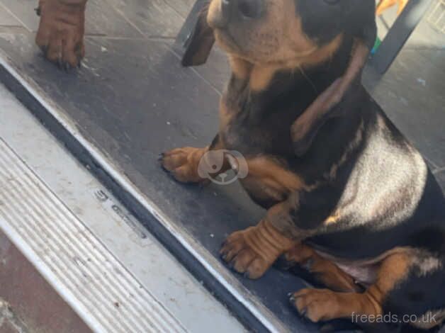 2 girls dachshunds ready for there loving home.. for sale in Sheffield, Yorkshire - Image 1