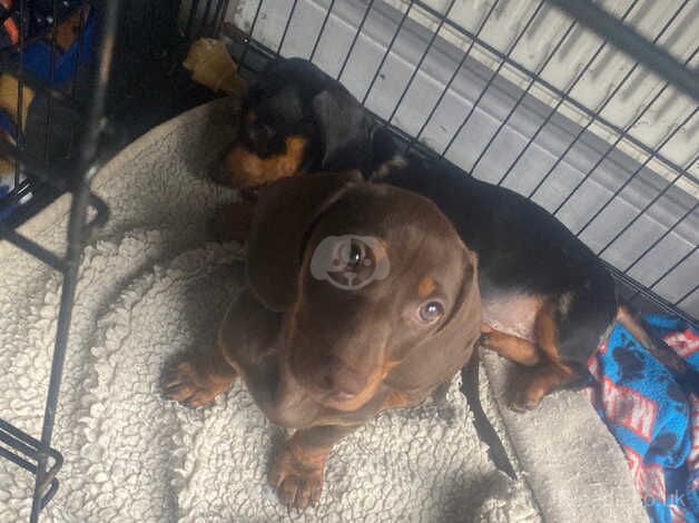 2 girls dachshunds ready for there loving home.. for sale in Sheffield, Yorkshire - Image 2