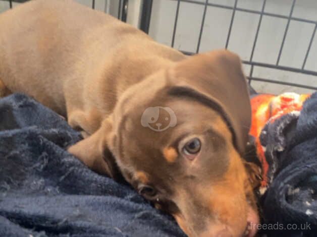 2 girls dachshunds ready for there loving home.. for sale in Sheffield, Yorkshire - Image 3