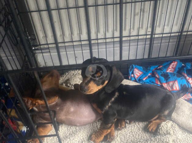 2 girls dachshunds ready for there loving home.. for sale in Sheffield, Yorkshire - Image 4