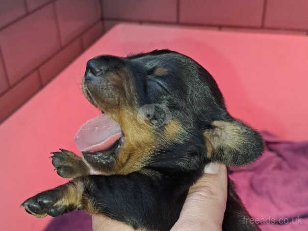 KC Registered Dachshund Puppies for sale in Essex