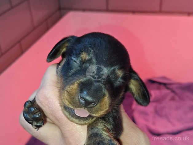 Dachshund Puppies for sale